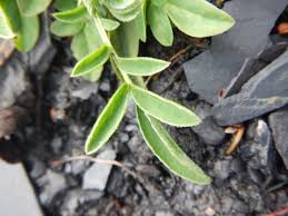 Attēlu rezultāti vaicājumam “Anthyllis arenaria”