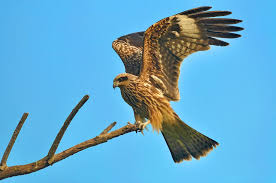 Image result for Milvus milvus