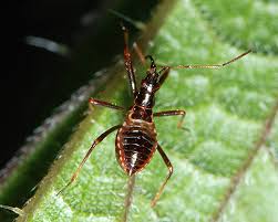 Attēlu rezultāti vaicājumam “Himacerus apterus”