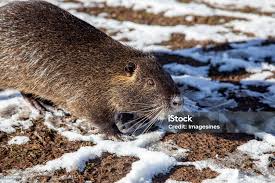 Attēlu rezultāti vaicājumam “Ondatra zibethicus”