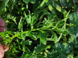 Attēlu rezultāti vaicājumam “Rorippa sylvestris leaf”