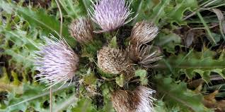 Attēlu rezultāti vaicājumam “Cirsium acaule leaf”