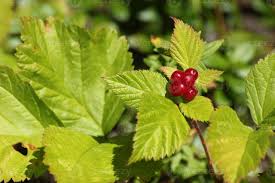 Attēlu rezultāti vaicājumam “Rubus saxatilis fruit”