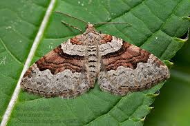 Attēlu rezultāti vaicājumam “Xanthorhoe designata”