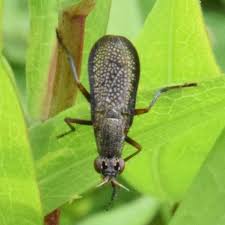 Attēlu rezultāti vaicājumam “Coremacera marginata”