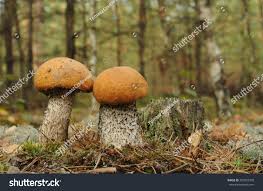 Attēlu rezultāti vaicājumam “Leccinum versipelle”