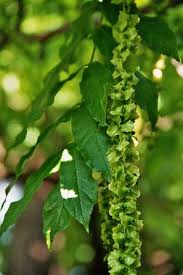 Attēlu rezultāti vaicājumam “Pterocarya fraxinifolia leaf”