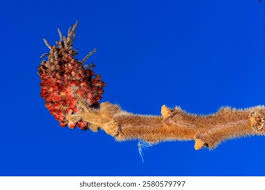 Attēlu rezultāti vaicājumam “Rhus typhina flower”