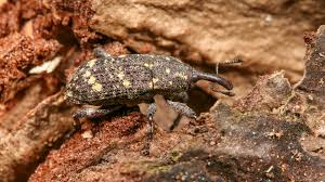 Attēlu rezultāti vaicājumam “Pissodes piniphilus”