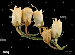 Attēlu rezultāti vaicājumam “Linaria vulgaris bud”