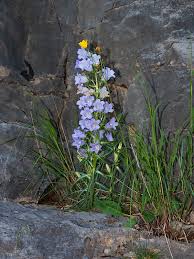 Image result for Campanula affinis