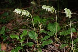 Attēlu rezultāti vaicājumam “Orthilia secunda”