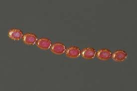 Attēlu rezultāti vaicājumam “Falcaria lacertinaria”