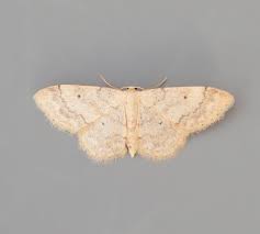 Attēlu rezultāti vaicājumam “Idaea biselata”