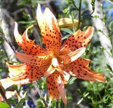 Attēlu rezultāti vaicājumam “Lilium lancifolium”