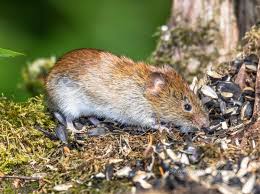 Attēlu rezultāti vaicājumam “Myodes glareolus”