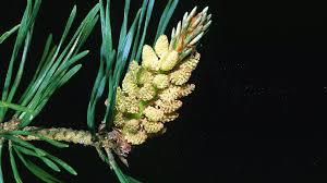Attēlu rezultāti vaicājumam “Pinus sylvestris male flower”
