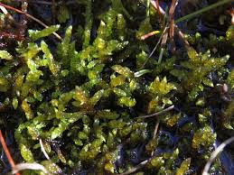 Attēlu rezultāti vaicājumam “Scorpidium scorpioides”