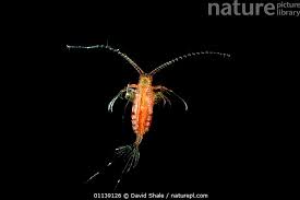Attēlu rezultāti vaicājumam “Copepoda”