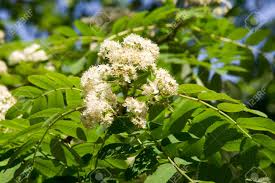 Attēlu rezultāti vaicājumam “Sorbus aucuparia flower”