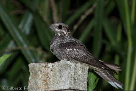Attēlu rezultāti vaicājumam “Caprimulgus europaeus juvenile”