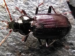 Attēlu rezultāti vaicājumam “Nebria brevicollis”