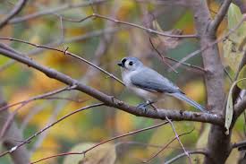 Image result for Mole Valley Bowmen