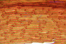 Attēlu rezultāti vaicājumam “Scorpidium cossonii”