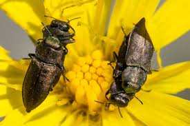 Attēlu rezultāti vaicājumam “Anthaxia quadripunctata”