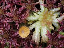 Attēlu rezultāti vaicājumam “Sphagnum rubellum”