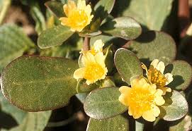 Attēlu rezultāti vaicājumam “Portulaca oleracea leaf”