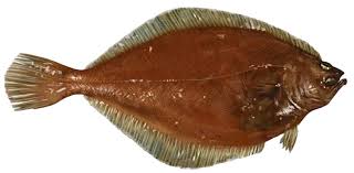 Image result for Hippoglossoides platessoides