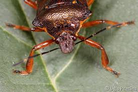 Attēlu rezultāti vaicājumam “Pinthaeus sanguinipes”