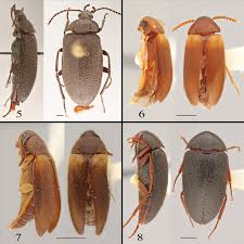 Attēlu rezultāti vaicājumam “Tetratomidae”