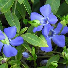 Attēlu rezultāti vaicājumam “Vinca minor flower”