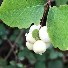 Attēlu rezultāti vaicājumam “Symphoricarpos albus fruit”