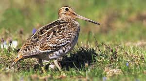 Image result for Gallinago media