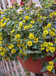 Image result for Sanvitalia procumbens