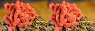 Attēlu rezultāti vaicājumam “Arcyria major macro”