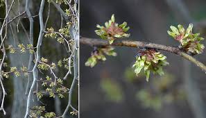 Attēlu rezultāti vaicājumam “Ulmus glabra fruit”