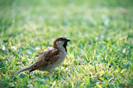 Image result for Passer domesticus