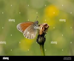 Attēlu rezultāti vaicājumam “Coenonympha glycerion underside”