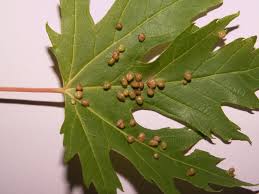 Attēlu rezultāti vaicājumam “Vasates quadripedes”