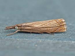 Attēlu rezultāti vaicājumam “Chrysoteuchia culmella”