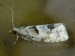 Attēlu rezultāti vaicājumam “Epinotia bilunana”