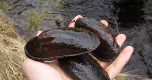 Attēlu rezultāti vaicājumam “Unio crassus”