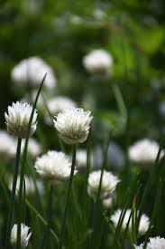 Attēlu rezultāti vaicājumam “Allium schoenoprasum flower”