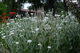 Image result for Lychnis coronaria alba