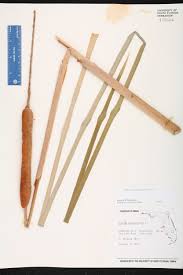 Attēlu rezultāti vaicājumam “Typha angustifolia  fruit”