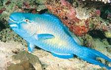 Image result for Scarus rubroviolaceus